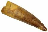 Fossil Spinosaurus Tooth - Real Dinosaur Tooth #329663-1